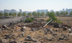 Diyarbakır’da ağaç katliamı