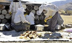 Bitlis karakovan balında hasat zamanı
