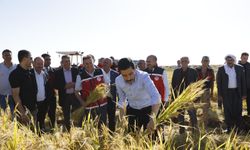 Karacadağ çeltiği hasadı üreticinin yüzünü güldürdü
