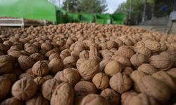 Denizli'de sezonun ilk ceviz hasadı yapıldı