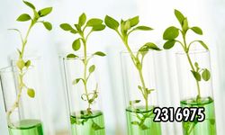 FİDANLIK LABORATUVARINA MAL VE MALZEME ALINACAK