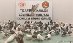 Türkiye’ye giriş yapan tırda kaçak "güvercin" ele geçirildi