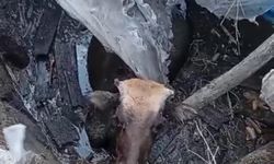 Bataklığa saplanan inek kurtarıldı
