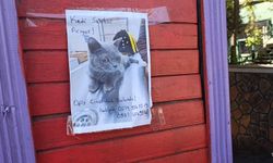 Diyarbakır’da kaybolan kedi sahibini arıyor