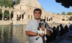 Gölete düşen kedi kalp masajıyla hayata döndü