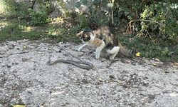 Kedi bu kez fare değil yılan avladı