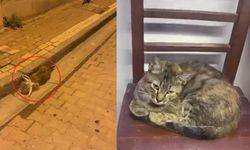 Sokak kedisine vicdansızca işkence