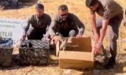 Bitlis’te keklik ticareti yapanlar yakalandı