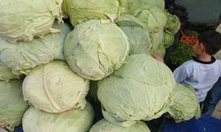 Muş’un dev lahanaları Diyarbakır tezgahlarını doldurdu