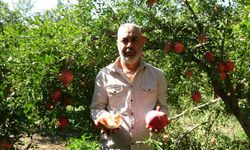 Gaziantep'te nar hasadı başladı