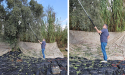 Yağışların ardından zeytin hasadı başladı