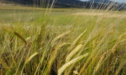 Türkiye arpa üretiminde Dünyada kaçıncı