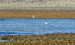 Asboğa Gölü alarm veriyor: Su seviyesi 60 metre geri çekildi