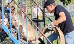 50 kiloluk dev balık oltaya takıldı