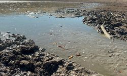 Telef olan balıklar için su takviyesi