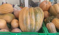 Bu kabaklar 35 kiloya ulaştı