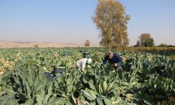 Çiftçiler fiyatlar yüzünden zarar ediyor