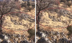 Diyarbakır'da dağ keçileri sürü halinde görüntülendi