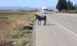 Telef olan eşeğin sıpası, ölü annesinin başında bekledi