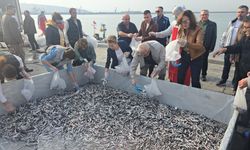 Hamsi Festivaline yoğun ilgi