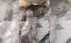 Diyarbakır'da bitkin halde bulunan gelincik, görüntülendi