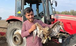 Hasadı bıraktı yaralı şahine yardım etti