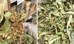 Diyarbakır’da Ihlamur altınla yarışıyor: Kilosu 4 bin lira!