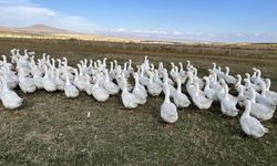 Doğu’nun kazları kesime hazır