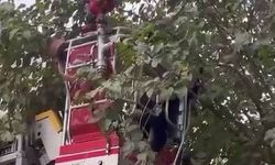 Diyarbakır’da kedi kurtarma operasyonu