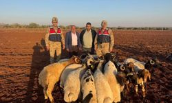 Kayıp 19 küçükbaş hayvan jandarma tarafından bulundu