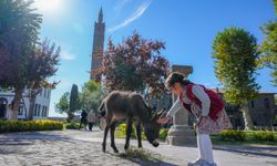Diyarbakır müze bahçesini renklendiren sıpa