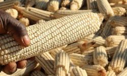 Malavi’de gıda krizi derinleşiyor