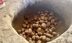 Kışlık patatesler toprağa gömülerek korunuyor