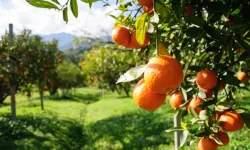 Diyarbakır’ın köyünde iklim değişti; Narenciye cenneti oldu