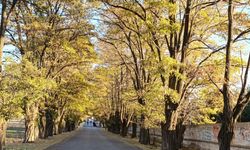 Van’ın doğal güzellikleri mest ediyor