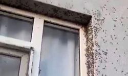 Sinekler evi istila etti
