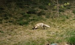 Bitlis sokaklarında aç tilkiler görüntülendi