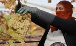 Elazığ üzüm bağlarında hasat zorluğu: Don üreticiyi vurdu
