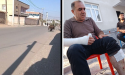 Diyarbakır’da yaban domuzu dehşeti!