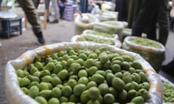 Diyarbakır’da yeşil zeytin zamma doymuyor