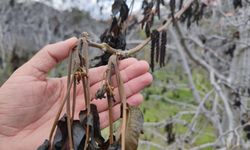 Zirai don mağdurlarına yeni destek