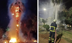 Mardin’de 15 yıllık palmiye ağacına sabotaj