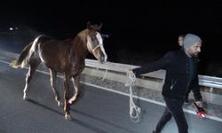 Kaçan yarış atları trafiği karıştırdı: 6 at telef oldu, 2 kişi yaralandı