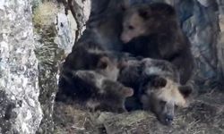 Kış uykusuna hazırlanan ayı ailesi kamerada