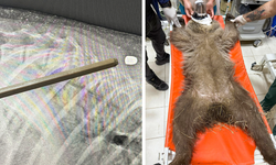 Yaralı bulundu, Diyarbakır’a sevk edildi