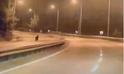 Ana yola inen ayı paniğe neden oldu