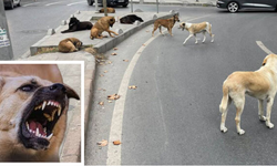 Diyarbakır Şilbe Mahallesi’nde başıboş köpek dehşeti