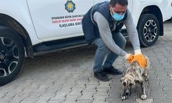 Diyarbakır’da can dostlar için seferberlik