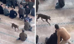 Camiye pitbull köpeği girdi