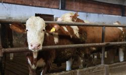 Süt satıyordu, patron oldu